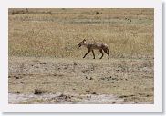 07IntoNgorongoro - 105 * Black-backed Jackal.